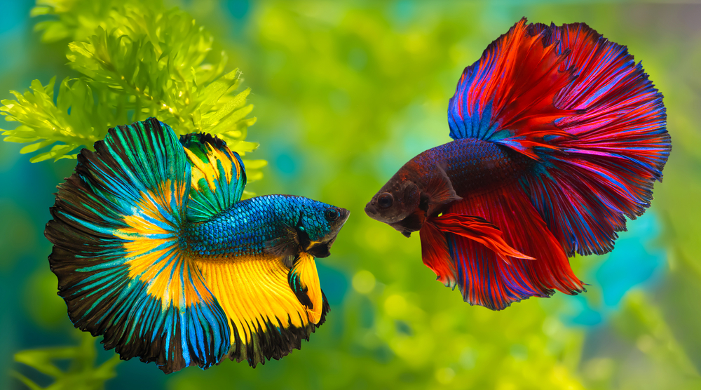 betta fish