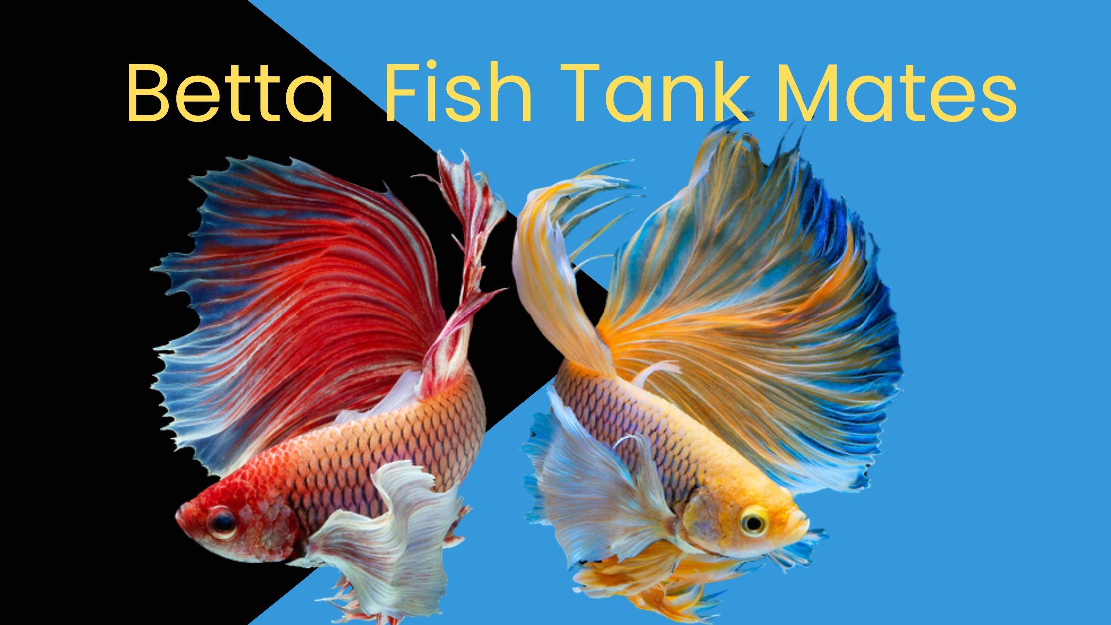 best betta fish tank mates