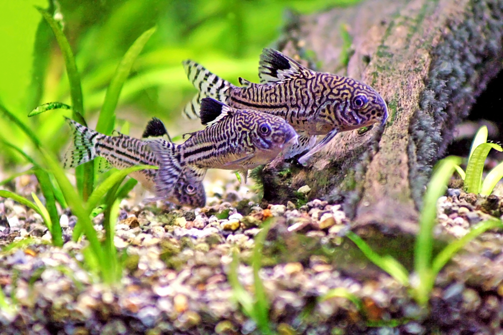 Corydoras catfish