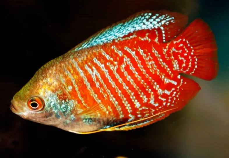 Dwarf Gourami