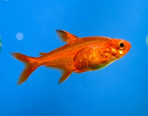 Ember Tetra