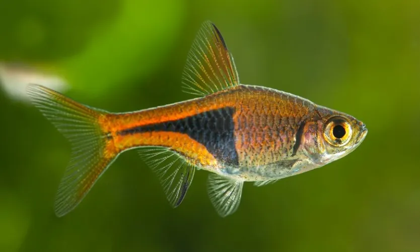 Harlequin Rasbora