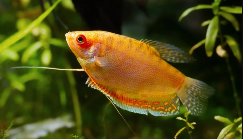 Honey Gourami