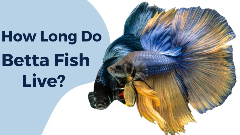 How Long Do Betta Fish Live