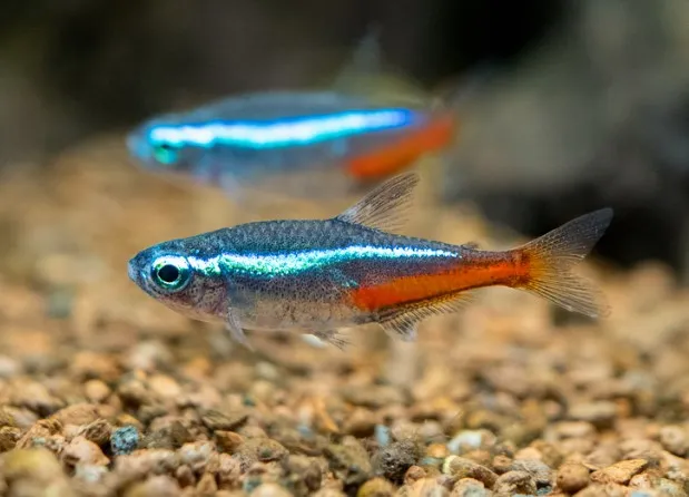 Neon Tetra