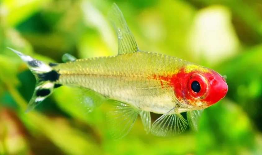 Rummy Nose Tetra