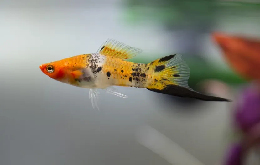 Swordtails