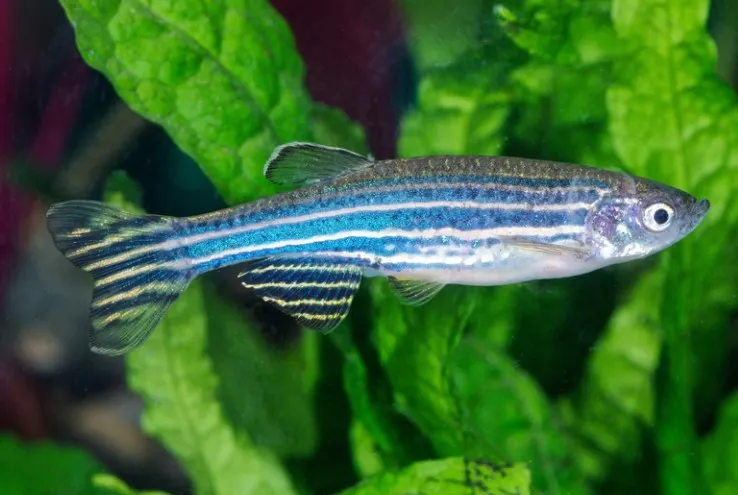 Zebra Danios