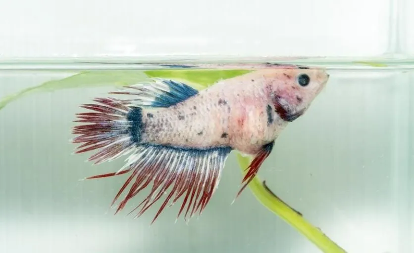 betta fish dropsy