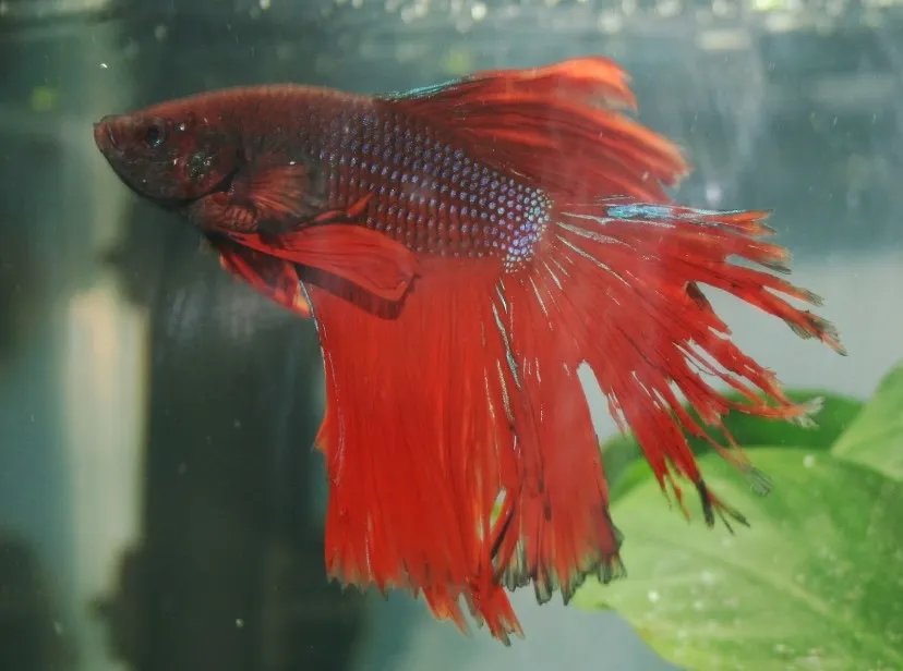 Betta fish fin rot