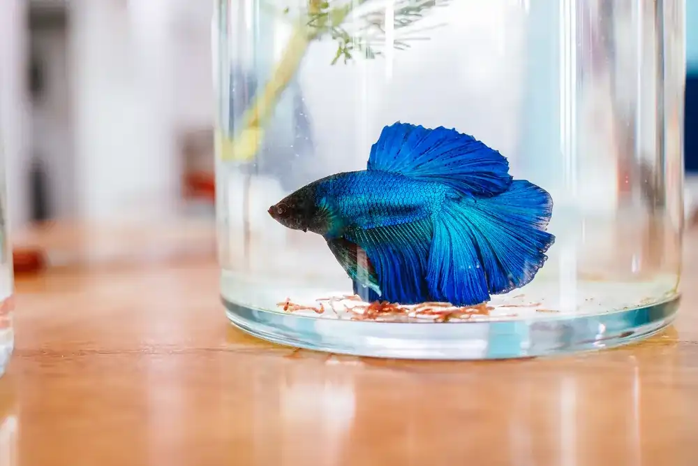 betta fish swim in a bowl