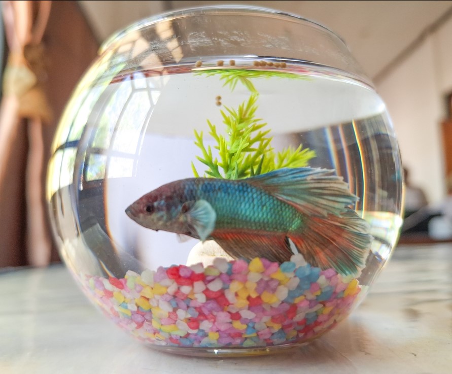 betta fish in fish bowl