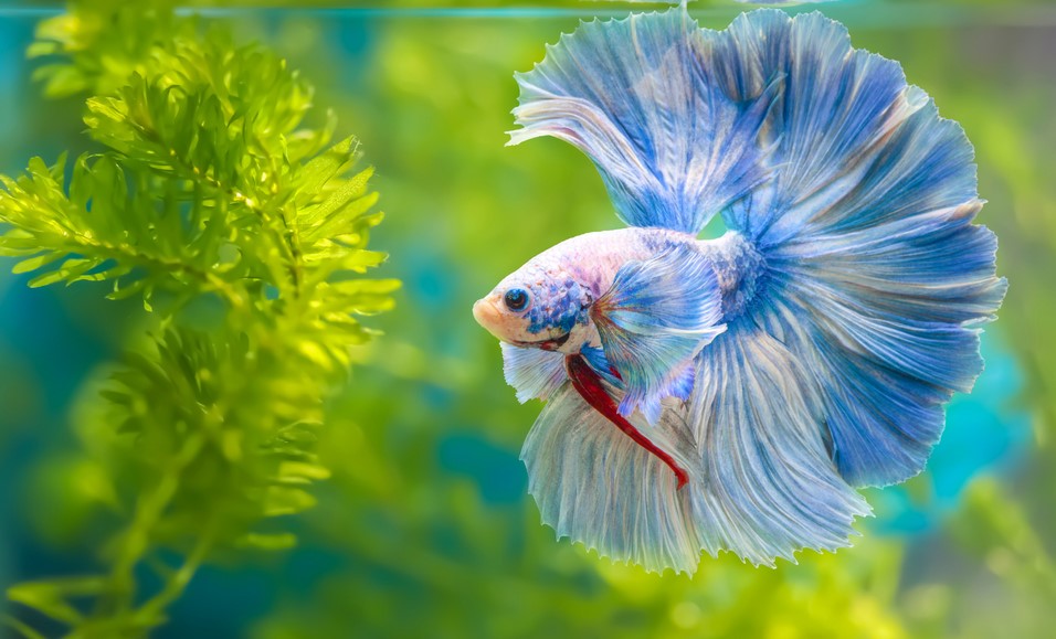 betta fish