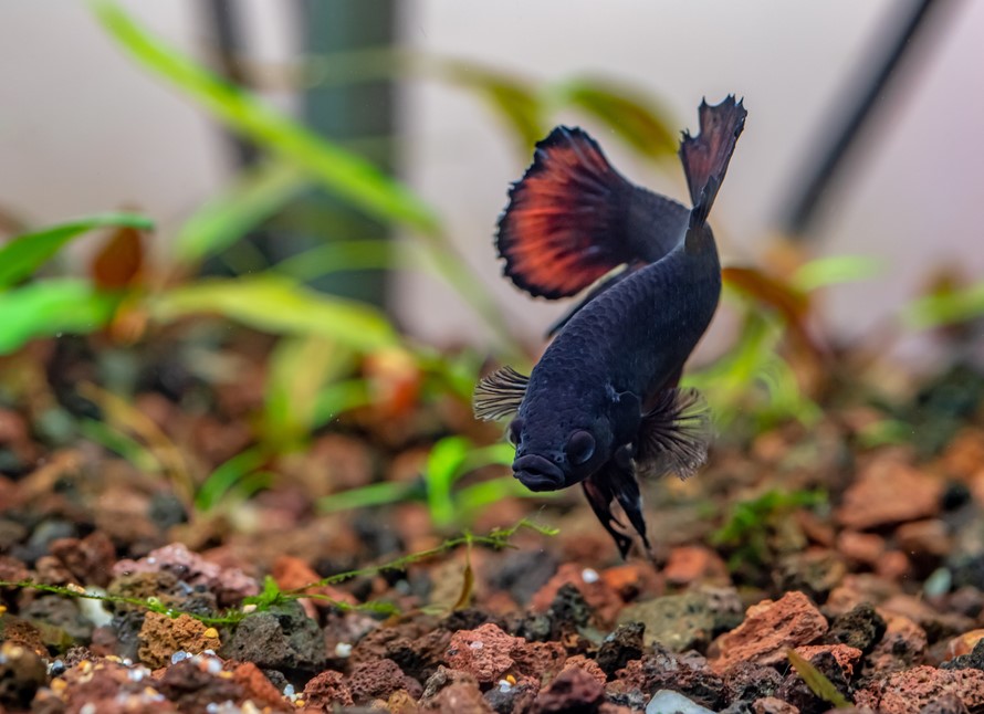 how long can betta fish live without food