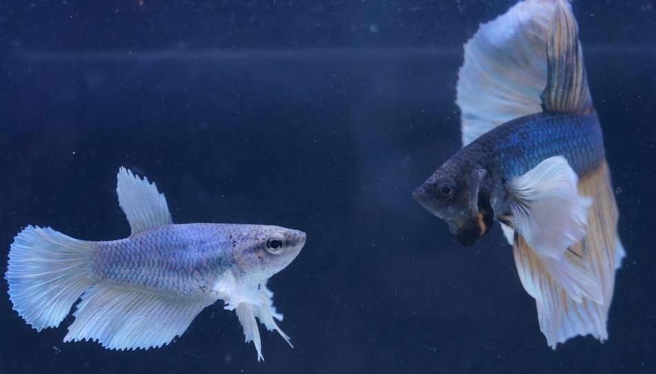 male vs female betta fish