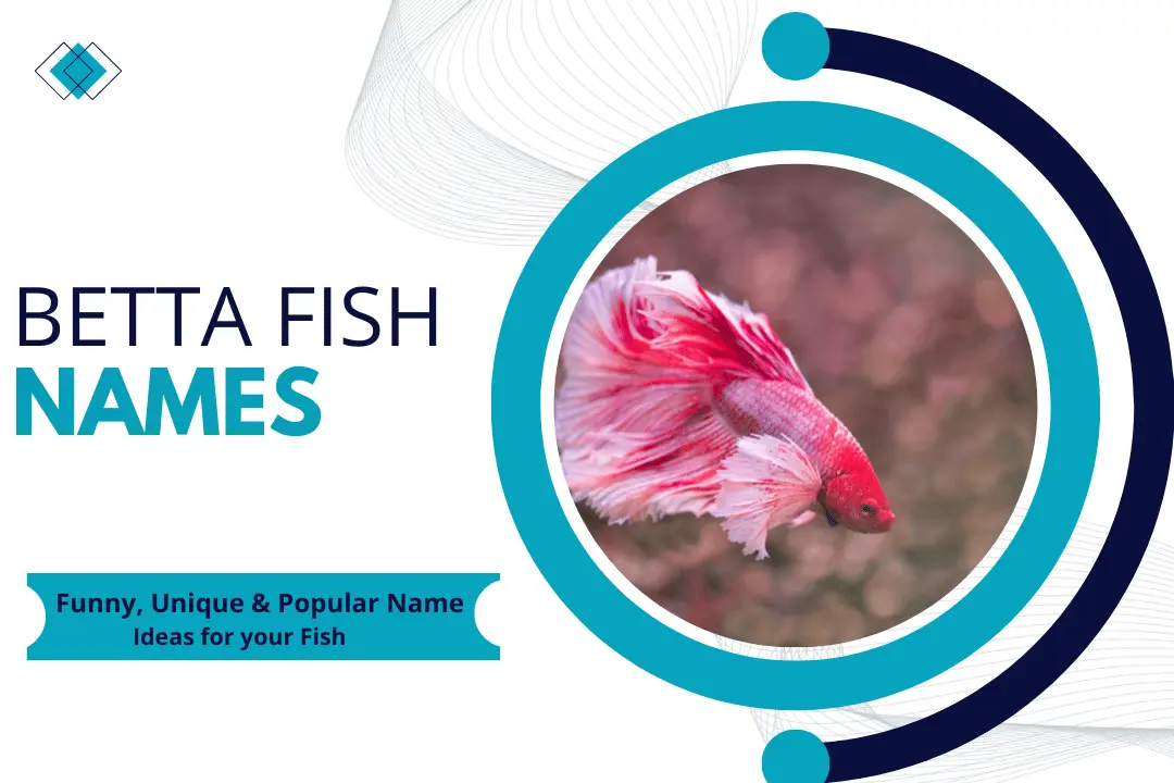 Betta Fish Names