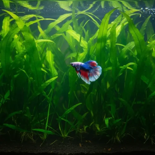 Amazon Sword for Betta