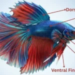 Betta Fish Anatomy
