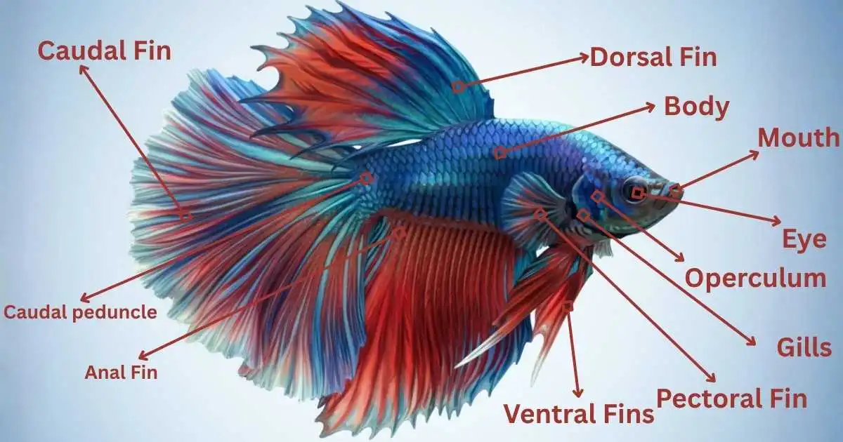 Betta Fish Anatomy
