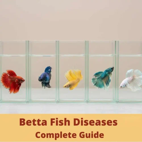 Betta Fish Diseases