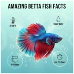 Betta Fish Facts