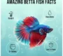 Betta Fish Facts