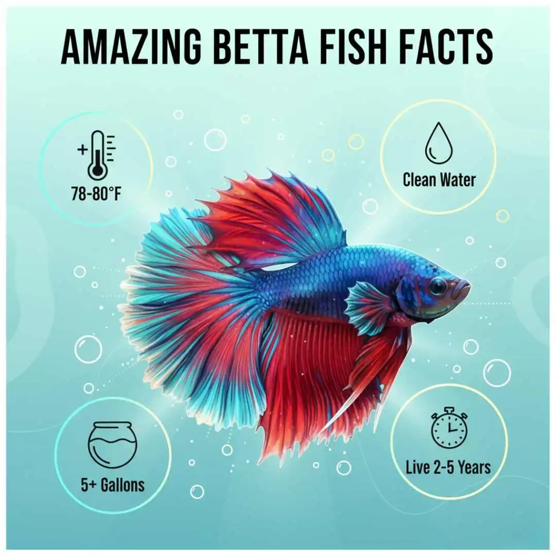 Betta Fish Facts