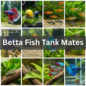 Photo collage of Betta fish tank mates such as mystery snails, neon tetras, guppies, cory catfish, and shrimp living peacefully in a clean, planted aquarium — ideal community setup for Betta fish care.