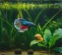 Betta fish and mystery snail living together peacefully in 10 gallon planted tank