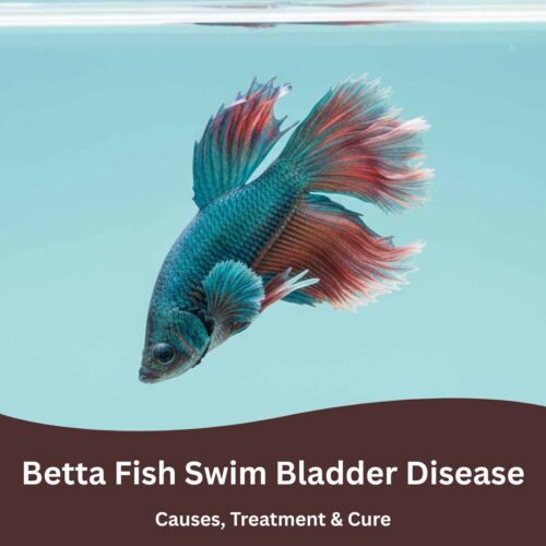 Betta Fish swim bladder disease