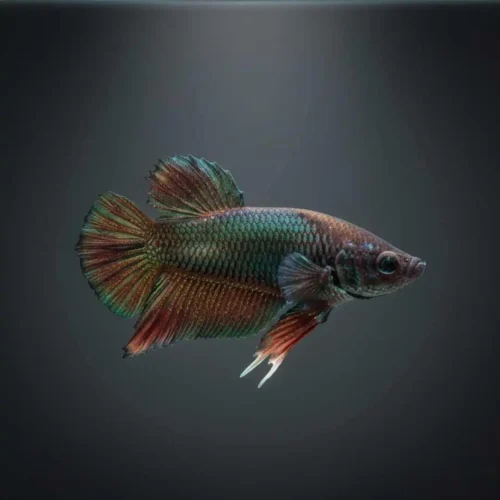 Betta fish infected with velvet disease