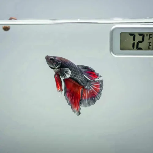 Betta fish with swim bladder disease showing bloating and tilt from overfeeding.