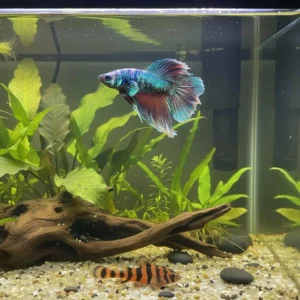 Clown Plecos with betta fish