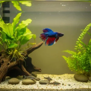 Compatible betta tank mates - blue betta with Corydoras catfish
