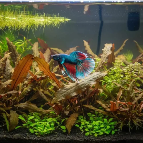 Cryptocoryne plant for Betta fish