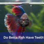 Do Betta Fish Have Teeth