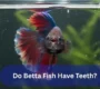 Do Betta Fish Have Teeth