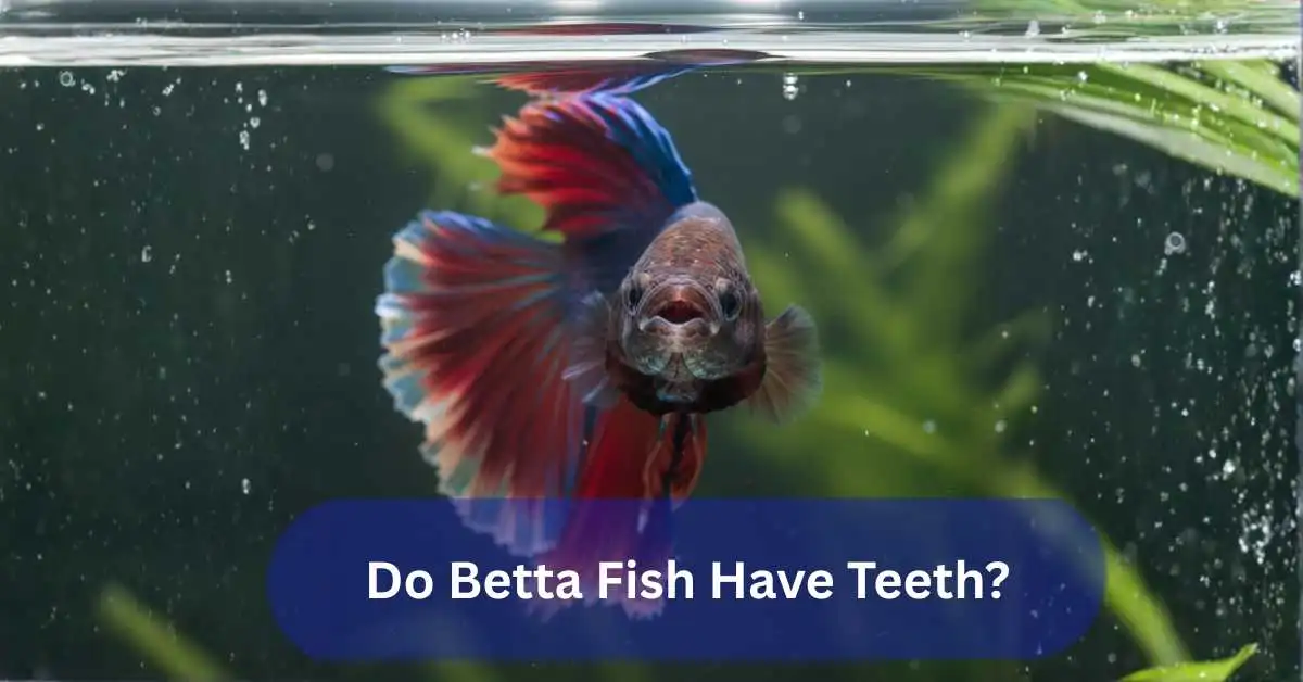 Do Betta Fish Have Teeth