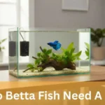 Do Betta Fish Need A Filter