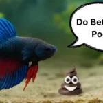 Do Betta Fish Poop