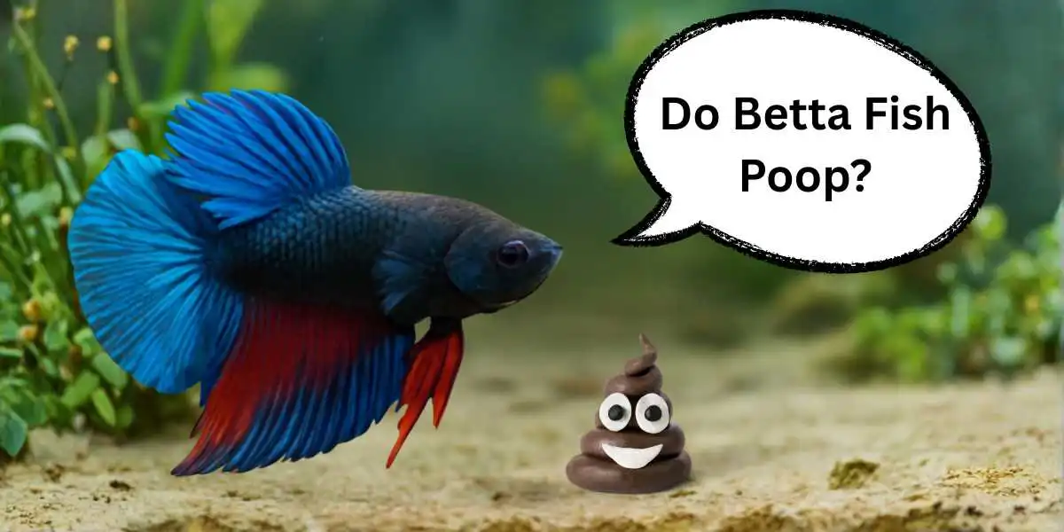 Do Betta Fish Poop