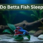 A peaceful Betta fish resting near the bottom of a dimly lit aquarium with its fins relaxed, showing how Betta fish sleep naturally in calm water.