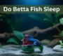 A peaceful Betta fish resting near the bottom of a dimly lit aquarium with its fins relaxed, showing how Betta fish sleep naturally in calm water.