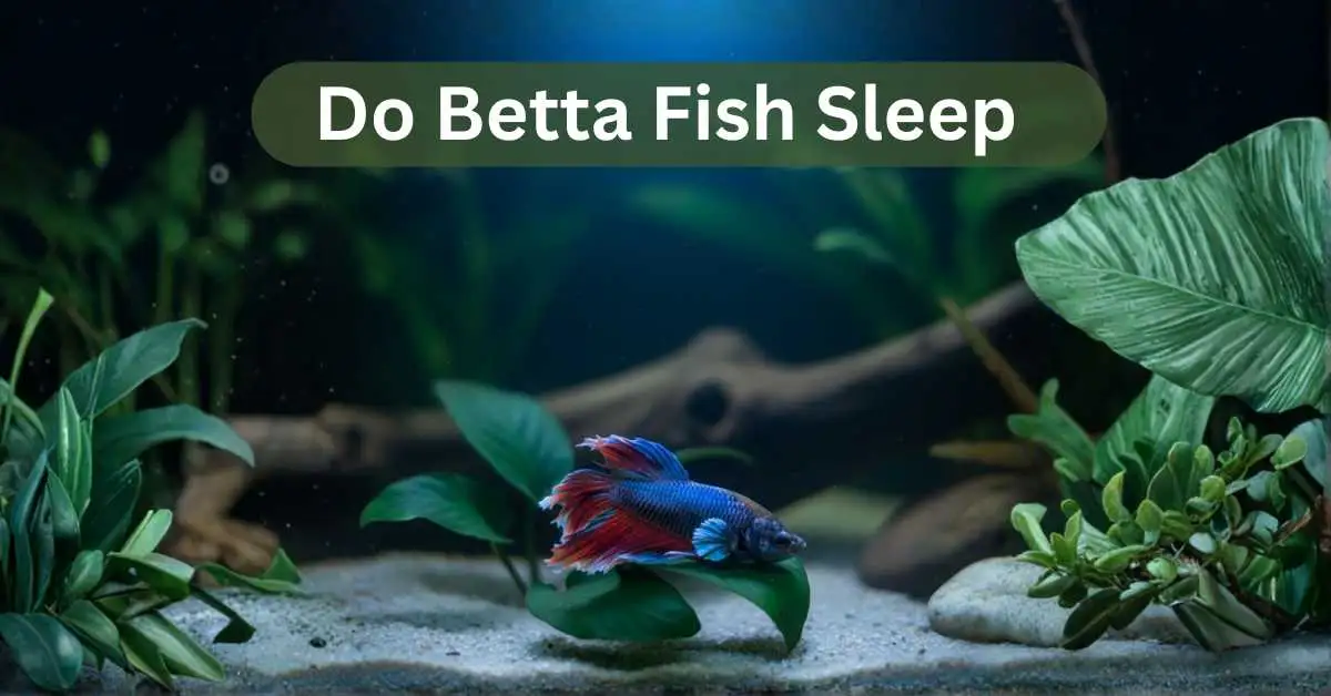 A peaceful Betta fish resting near the bottom of a dimly lit aquarium with its fins relaxed, showing how Betta fish sleep naturally in calm water.