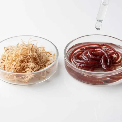 Freeze-dried bloodworms