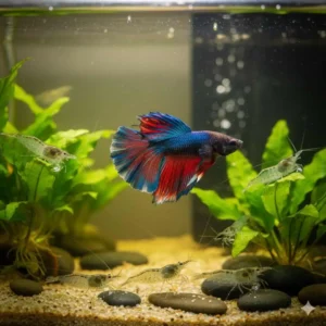 Betta and shrimp compatibility - betta fish with ghost shrimp 