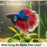 how long do betta fish live