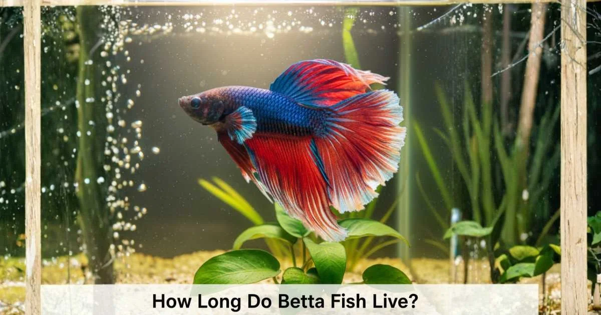 how long do betta fish live