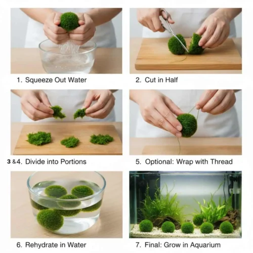 How to Propagate Marimo Moss Balls