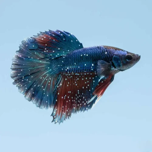 Ich or with dots on betta fish